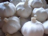 Chinese Garlic
