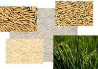 RICE SUPPLIER| PARBOILED RICE IMPORTERS | BASMATI