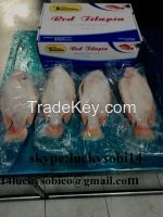 SELL BLACK TILAPIA, RED TILAPIA GUTTED