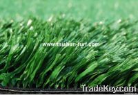 Turf Grass