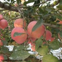 Fresh Apple, Red FUJI Apple