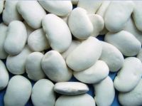 Large White Kidney Bean