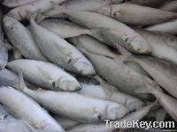 Frozen Horse Mackerel 