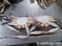 Frozen redspot swimming crab