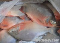 Frozen Red pomfret