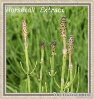 horsetail extract