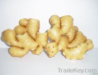 fresh ginger