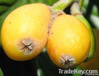 deliciours loquat...