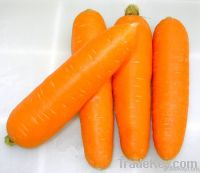 fresh carrot is s...