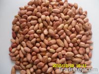 peanut kernels size 24/28