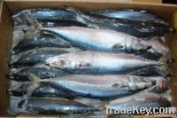 pacific mackerel?Scomber Japonicus?