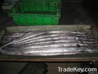 frozen wr ribbon fish(hairtail fish)