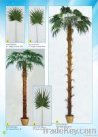 Palm Tree