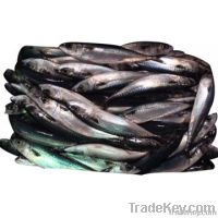 Mackerel