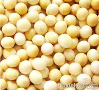 Soybean Isoflavones/ISO9001, Kosher, Organic certificated