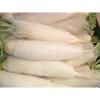 radish