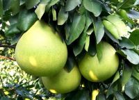 Pomelo