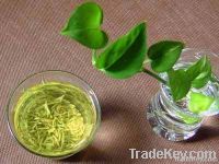 Green tea extract powder