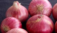 Red Onion ( Fresh ) Available throughout the Year
