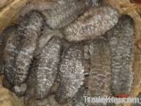 Dried Sea cucumber