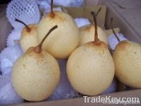 pear fruit