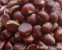 2011 fresh chestnuts