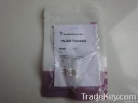 Pfu DNA Polymerase