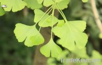 Dried ginkgo leaf/Ginkgo leaf powder