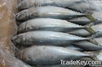 Pacific Mackerel W/R