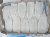 Frozen Squid Tubes