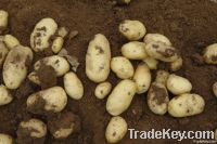 Fresh Good Quality Organic Potatoes