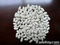 large white kidney beans