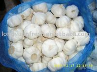 Chinese pure white garlic