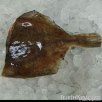 frozen rock sole