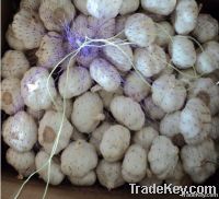 Normal  White Garlic