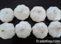 Pure White Garlic