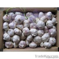 organic garlic