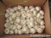 fresh garlic