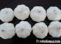 white garlic