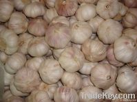 purple garlic