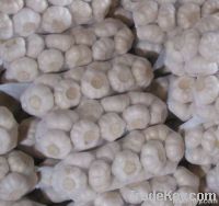 china fresh garlic