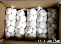 china white garlic