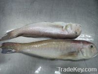 Frozen Whole Horsehead Fish