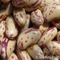 Light Speckled Kidney Bean