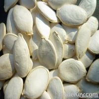 Snow White Pumpkin Seeds &amp; Kernel