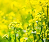 рапсовое масло импортеры, покупатели рапсовое масло, рапсовое масло импортером, купить рапсовое масло,rapeseed oil