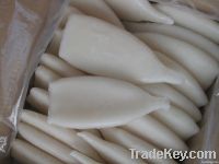 frozen squid tube