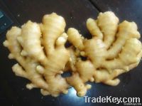 frozen ginger dices (IQF ginger dices)