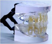 Transparent Alternating Model Of Primary And
