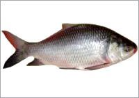 Katla Fish